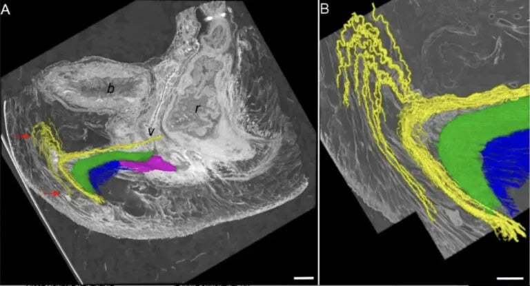 Clítoris en 3D: qué revela sobre el placer femenino